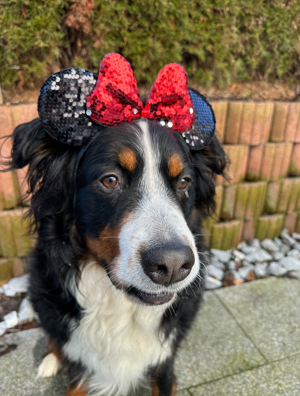 Berner Sennentreff im Raum Lörrach 