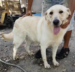 Menschenbezogene Emma wäre gerne Einzelhund