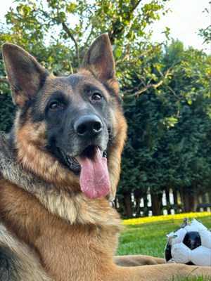 Deutscher Schäferhund Deckrüde