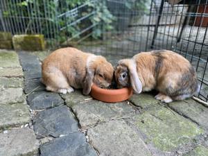 seht liebes Mini Lop Nhd Paar Zwergwidder Häsin kastrat kaninchen 