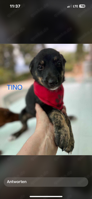 Tino auf der Suche 