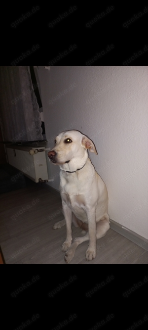 Hund Verkaufen 