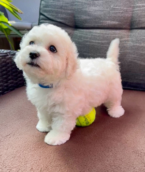  1 wunderschöner Bichon Frisé Rüde sucht liebe Familie