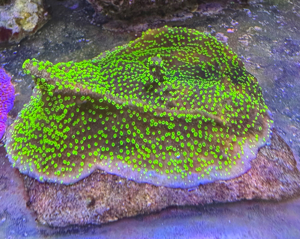 Montipora Hoffmeisteri