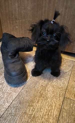 Imperial Shih Tzu mix Weibchen einfarbig schwarz Preis nur auf  tel. Anfrage deshalb 0