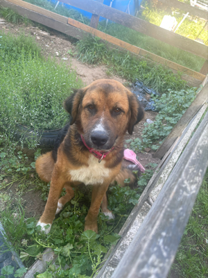 Bernersennen-Leonberger Mix Weibchen