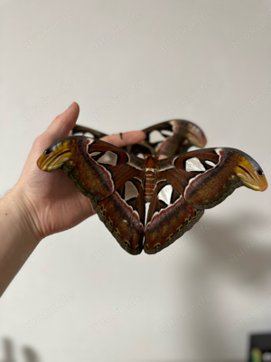 letzte chance: attacus atlas kokons, atlas falter, schmetterlinge