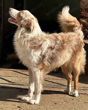 Mini Australien Shepherd