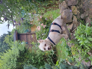 West Highland White Terrier (Mix?) Romeo, sucht sein Zuhause 