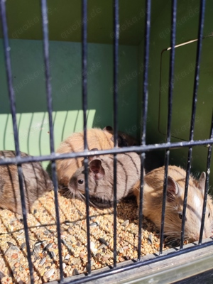 Degu , Degus  Nager Tagaktiv 