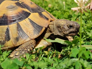 Griechische Landschildkröte zu vermitteln