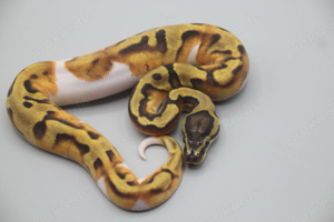   1.0 Orange Dream Enchi Piebald 2024