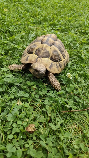 Griechische Landschildkröte