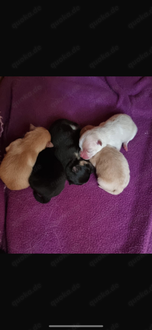 Erfahrener Deckrüde Pomeranian Zwergspitz Teddy Typ  Bild 7