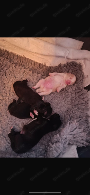 Erfahrener Deckrüde Pomeranian Zwergspitz Teddy Typ  Bild 8