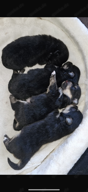 Erfahrener Deckrüde Pomeranian Zwergspitz Teddy Typ  Bild 9