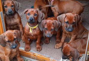 Reinrassige Rhodesian Ridgeback Welpen mit Papiere