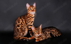 2 reinrassige Bengal Katzen TICA Stammbaum Erbkrankheiten getestet 