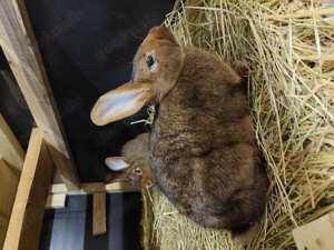 Kaninchen zu verkaufen