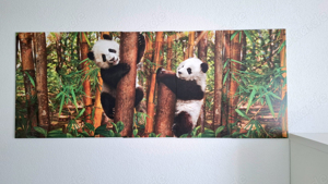 Bild Tiere Panda Wandbilder