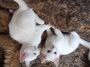 2 kleine Khao Manee suchen ihr Schloss Kitten Katze