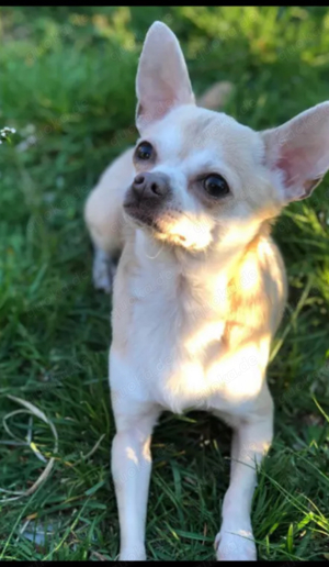 chihuahua deckrüde  KEIN VERKAUF!