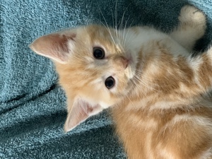 Main coon Kitten reinrassig 