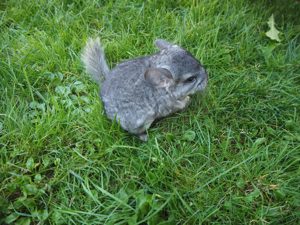 Chinchilla Böckchen