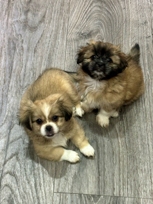 malteser pekinese chihuahua mix welpen