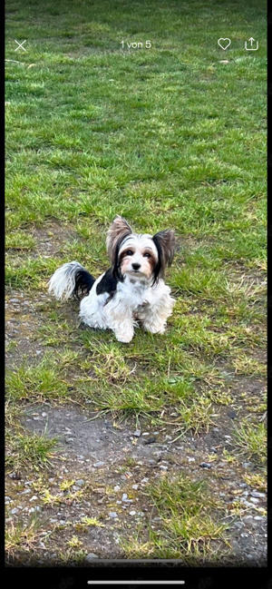 Yorkshire Terrier Hündin abzugeben 