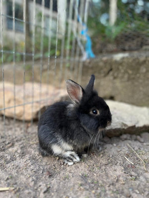 Zwergkaninchen abzugeben