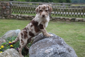 Aussiedor Hündin Labrador x Australian Shepherd 