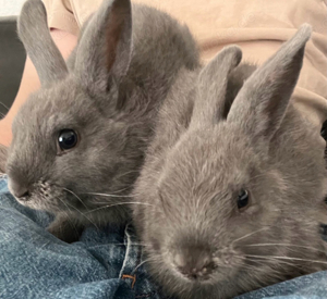 Zwei Zwergkaninchen Weibchen