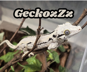 Gecko Whatsapp Gruppe