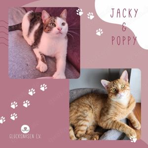 Kater Jacky und Poppy möchten gern reisen