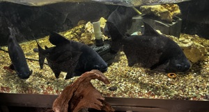 Rote Pacu mit Aquarium 