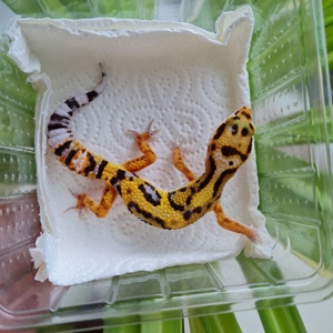 Leopardgecko Clown Cross Bold Bandit 