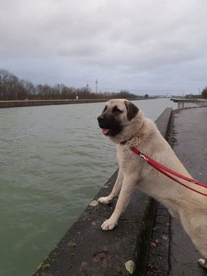 Kangal Türkischer Hirtenhund zu verschenken 