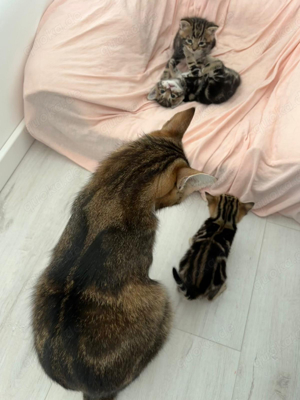 bengal mix kitten 