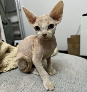 Nur Noch Ein Wunderschönes Devon Rex Kitten Übrig!