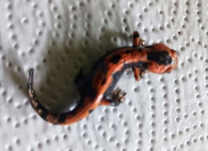 Roter Feuersalamander