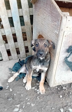 süßer Benjamin kam mit seinen Geschwistern ins Tierheim Bild 2