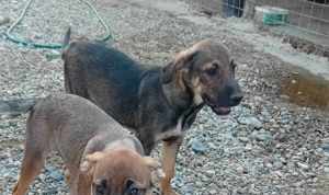 süßer Benjamin kam mit seinen Geschwistern ins Tierheim Bild 3