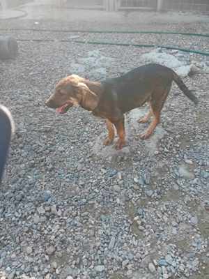 süßer Benjamin kam mit seinen Geschwistern ins Tierheim Bild 4