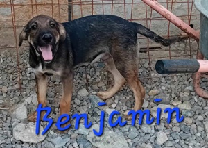 süßer Benjamin kam mit seinen Geschwistern ins Tierheim Bild 5