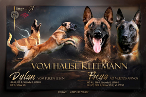 Welpen verfügbar VDH Zucht Malinois M: Freya ad multos annos V: Dylan vom puren Leben