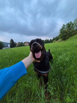 Ares sucht dringend ein neues Zuhause 