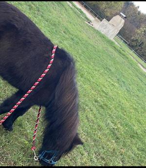 Mini Shedland Pony 