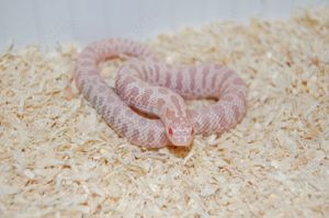 Heterodon nasicus - Hakennasennattern - Hognose - Lystrophis   Xenodon pulcher