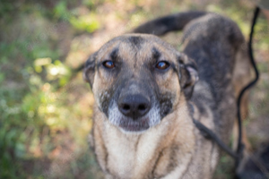 *MARLEE* ist aktiv und spielt sehr gerne. Sie liebt den Kontakt zu Menschen. 